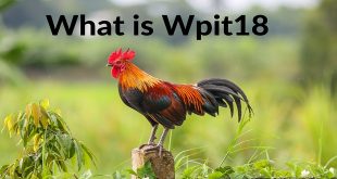 Is Wpit18.Com Registration Safe and Legal?