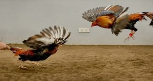 Online Cockfighting: Uncover Top-Notch Aspects Regarding it Here!