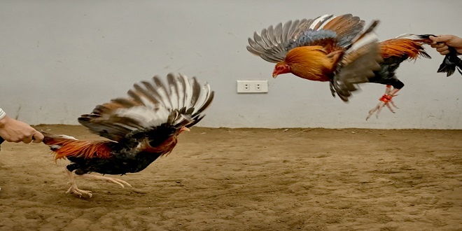 Online Cockfighting: Uncover Top-Notch Aspects Regarding it Here!